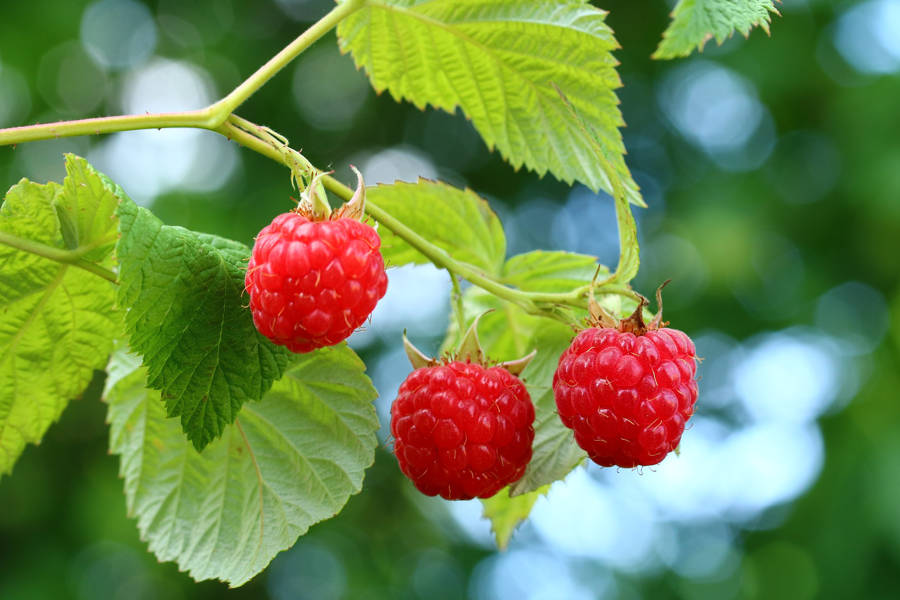 Platzhalterbild Himbeeren-01